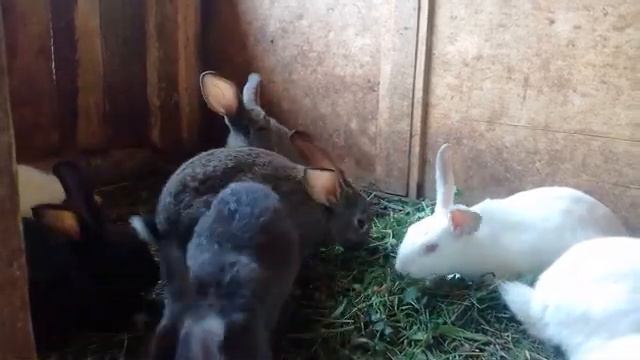 мой старый видео про кроликов красивые кролики смотреть онлайн