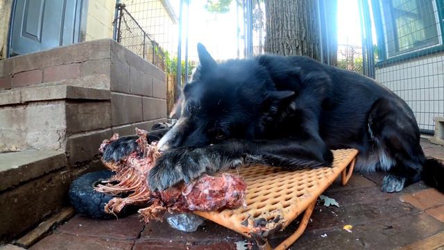 Dog Food Fights & How I Handle Them - Pack Feeding Highlights!! смотреть онлайн