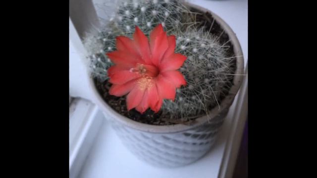 Biznaga Cabeza De Viejo Lo Wichuriki  (Mammillaria Senilis)  #cactus  #cactuslover #cactusflowers