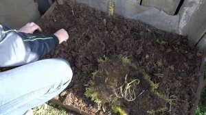 КАК ВЫРАСТИТЬ ЖЕНЬШЕНЬ ДОМА.Посадка.