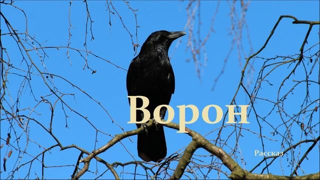 Ворон.. (рассказ)