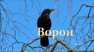 Ворон.. (рассказ)