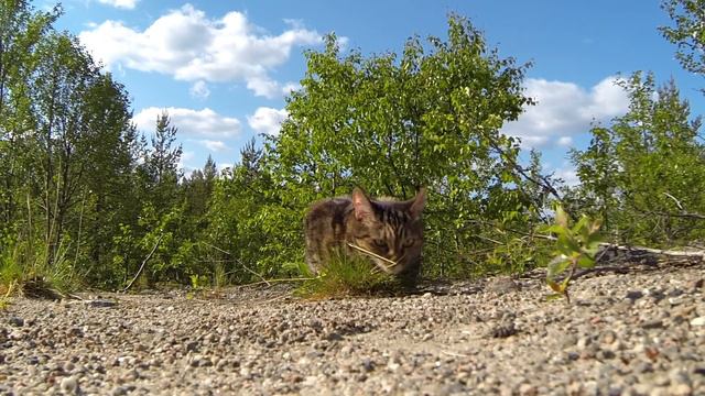 Кошка на прогулке смотреть онлайн