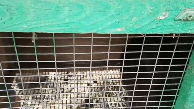 Мини ферма "Ушастики в городе" ! #крольчата #кролики #city_rabbit #пополнения смотреть онлайн