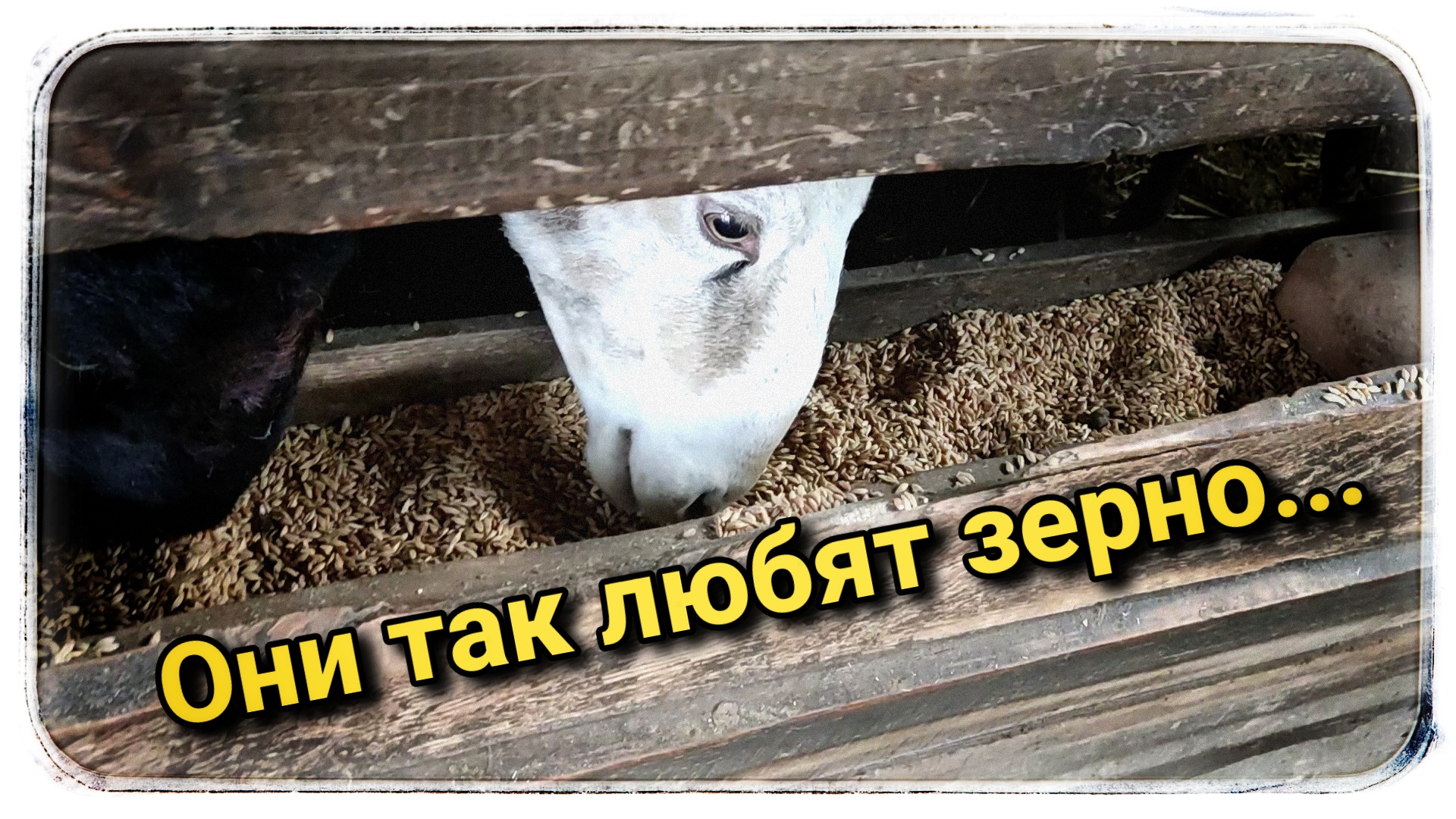Бараны настолько любят зерно, вы просто взгляните☺ смотреть онлайн