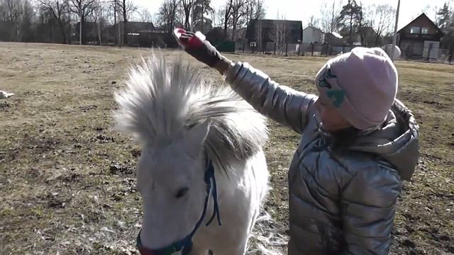 Видео  как ухаживать за лошадью.