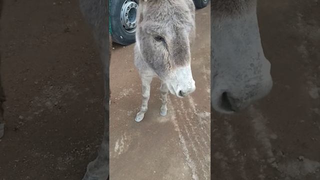 явление природы смотреть онлайн
