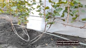 ? Самая ПРОСТАЯ ОБРЕЗКА ВИНОГРАДА на УРОЖАЙ.  ПРОСТОЕ и ДОСТУПНОЕ объяснение. Поймет лишь каждый.