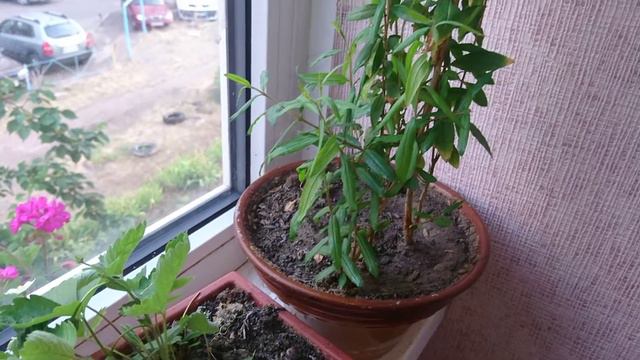 Цветущий балкон с кошкой Муркой смотреть онлайн