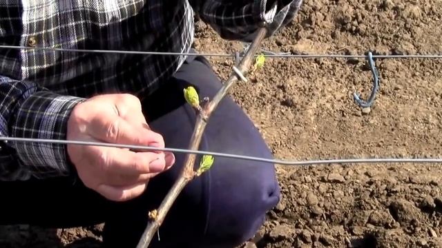 Уход за виноградом, формировка куста винограда весной смотреть онлайн