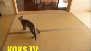 Просто Ржака, Кот попал в ловушку