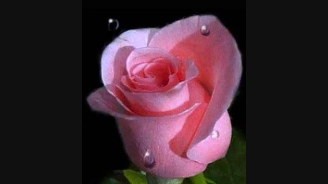 Most Beautiful Roses In The World! смотреть онлайн