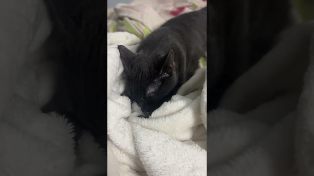 Не надо боятся густого тумана, как говорит моя кошка Бьянка и Сергей Безруков смотреть онлайн