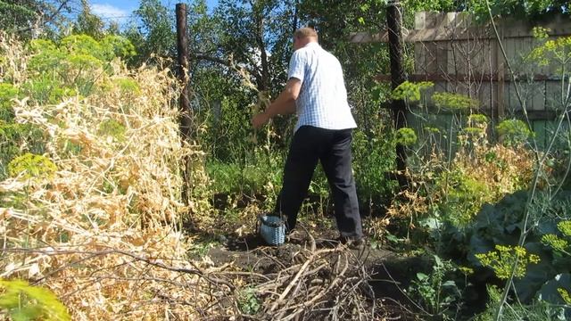 Собираем семена гороха смотреть онлайн