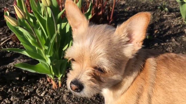 Показываю нашу дачу✨🌿/ каникулы на даче🌤/ Стеша Ну ну🐾✨ смотреть онлайн