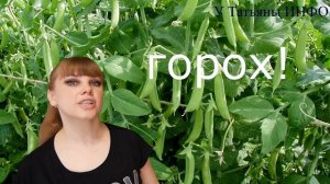 Что можно сажать рядом на одной грядке c ВИНОГРАДОМ и ГОРОХОМ?