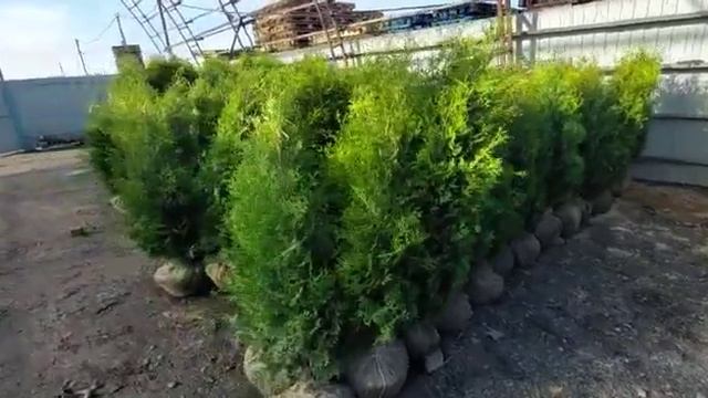 Туя западная Колумна THUJA OCCIDENTALIS "COLUMNA" смотреть онлайн