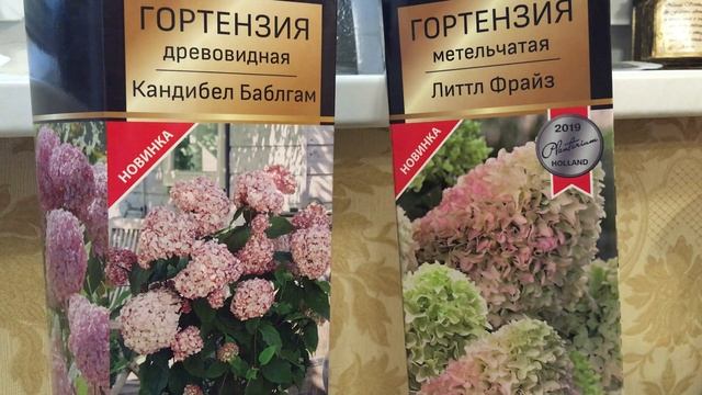 Гортензия древовидная Кандибелль Баблгам (Candybelle Bubblegum). Обзор сорта смотреть онлайн
