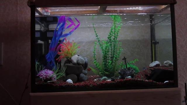 Рыба комета (черная)