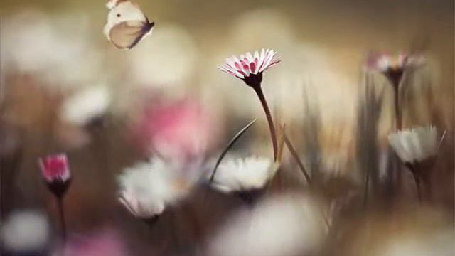 Борис Улыбышев - Полет бабочки смотреть онлайн