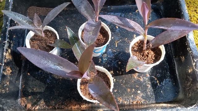 How to propagate Tradescantia Pallida | Time Farming | purple heart plant from cutting | смотреть онлайн