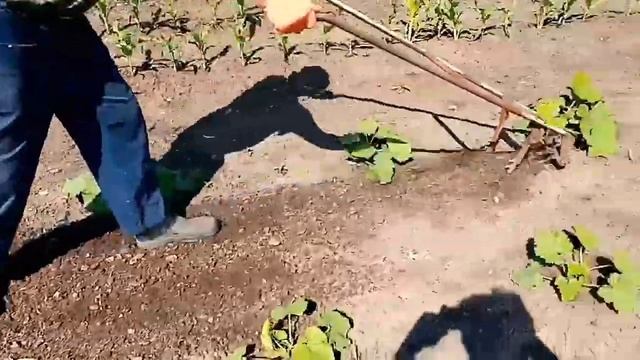 Ручной культиватор в работе смотреть онлайн