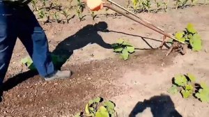 Ручной культиватор в работе