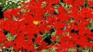 Флокс друммонда Вельвет Ред ? флокс Вельвет Ред обзор: как сажать семена флокса Вельвет Ред