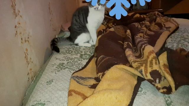КоТиГад котики смешные, Новогодние котики смотреть онлайн