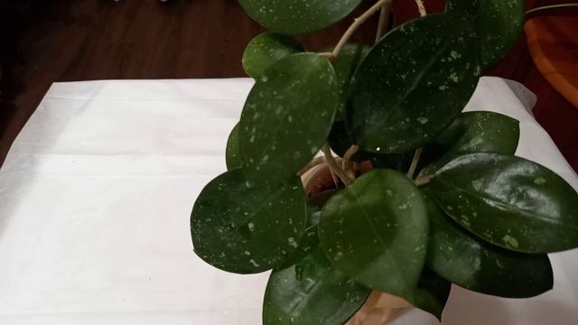 Хойи: Kentiana var, Linearis, обоваты, Rungsan splash, Pubicalyx super splash и другие. смотреть онлайн