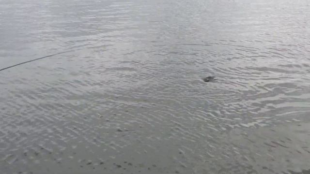 Уклейка на поплавок. 2 серия. Как поймать больше всех уклейки. смотреть онлайн