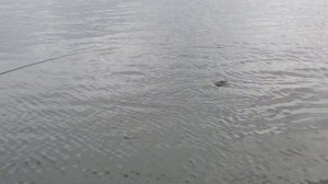 Уклейка на поплавок. 2 серия. Как поймать больше всех уклейки.