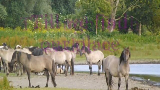 The Circle of Life - Lion King - Lyrics Oostvaardersplassen - смотреть онлайн