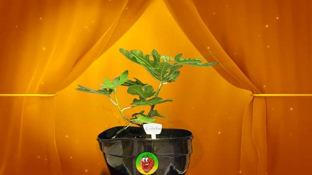 Ягода в каждый дом | Инжир смотреть онлайн