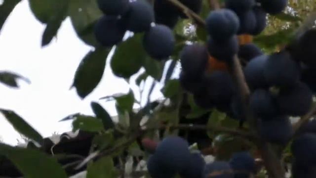 ТЕРНОВНИК на среднем УРАЛЕ представляю видео для просмотра смотреть онлайн