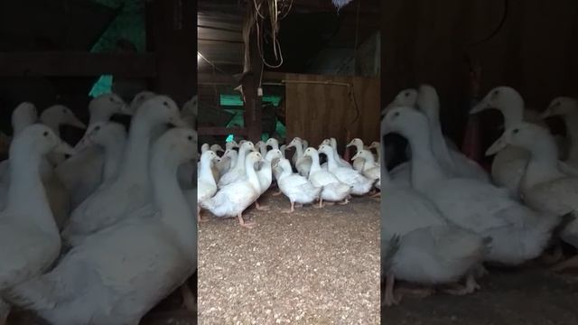 Утка Черри Велли вывод от 12.03.21. продаются смотреть онлайн