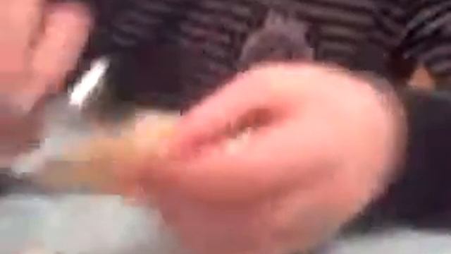 Самодельная поролоновая рыбка смотреть онлайн