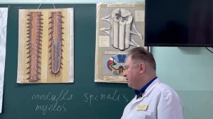 Видеолекция "Общая характеристика нервной системы. Спинной мозг"