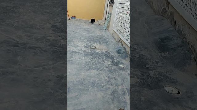 german shepherd dog 2 months old смотреть онлайн