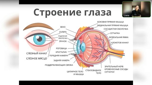 Гистология. Органы чувств. Органы зрения и обоняния.