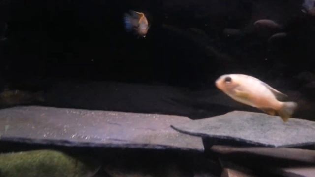 Pseudotropheus Tropheops"Red Cheek"Chizumulu island смотреть онлайн