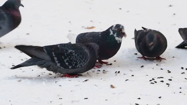 Olympus E-M1 II sample смотреть онлайн