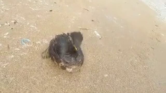 Птица со сломанной ногой на пляже в Созополе смотреть онлайн