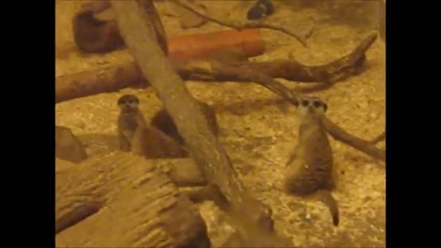 ЗИМНИЕ НОЧИ в РИЖСКОМ ЗООПАРКЕ I ЛатвияI Рига I Рождественские каникулы смотреть онлайн