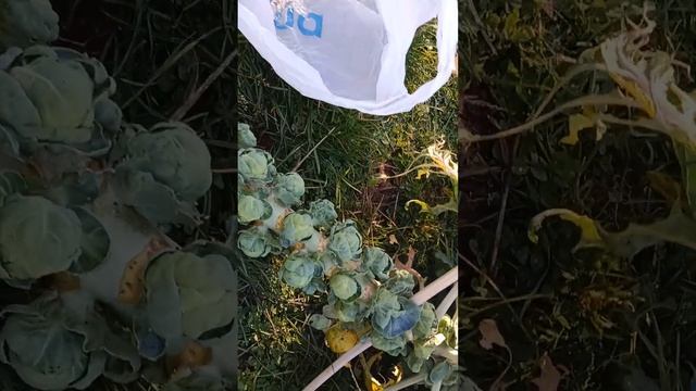 Брюссельская Капуста из Беларуси.Вот такой урожай 2022.А хотели в Сентябре все срезать и выкинуть)