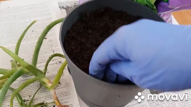 Посадка Алоэ