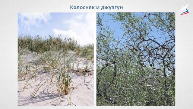 Зона степей. Зона пустынь и полупустынь. Зона субтропиков смотреть онлайн