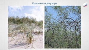 Зона степей. Зона пустынь и полупустынь. Зона субтропиков