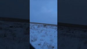 охота на волков !взял матерого волка!!!#shorts