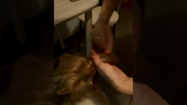 Прически для собак смотреть онлайн